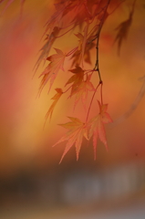 紅葉`10（もみじ湖編）