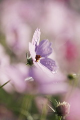 秋桜