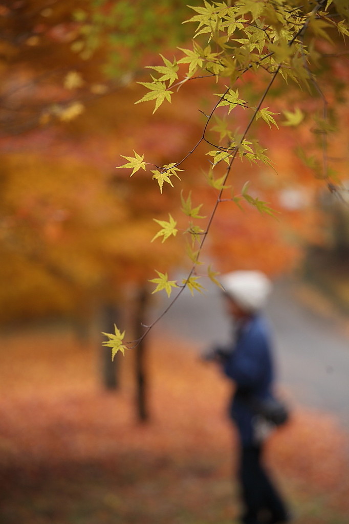 紅葉`10（もみじ湖編）