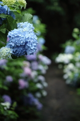 紫陽花寺