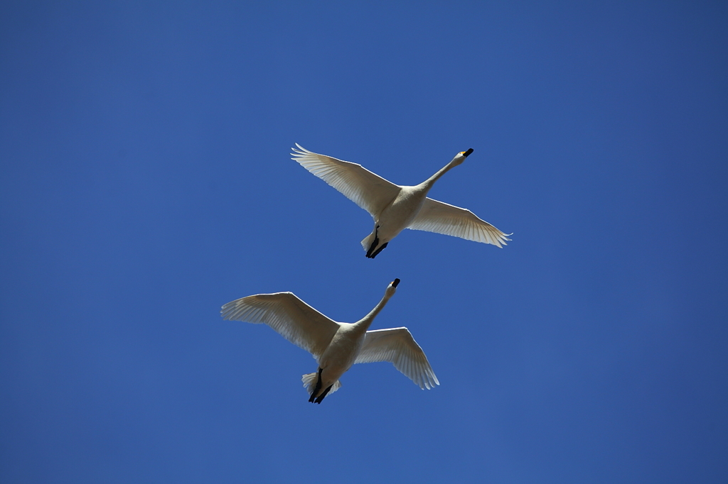 白鳥`11