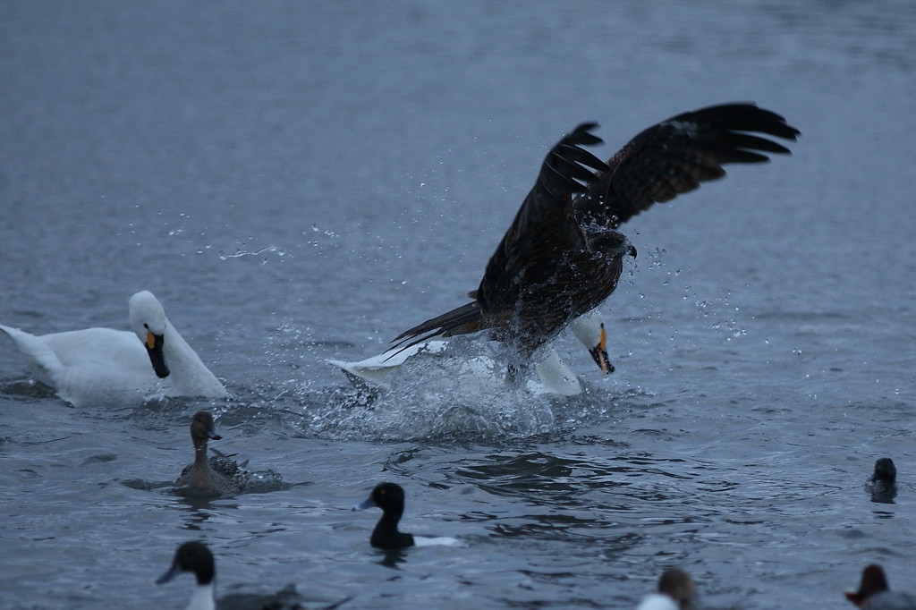 水辺の鳥たち