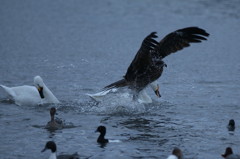 水辺の鳥たち