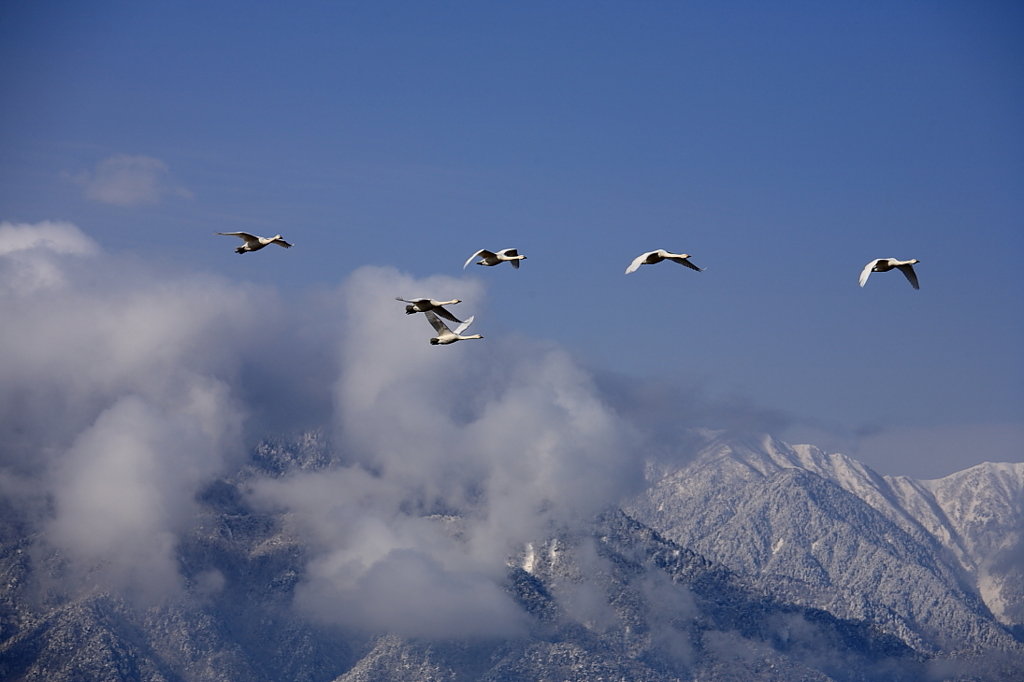 白鳥2010