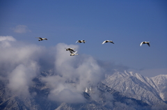 白鳥2010