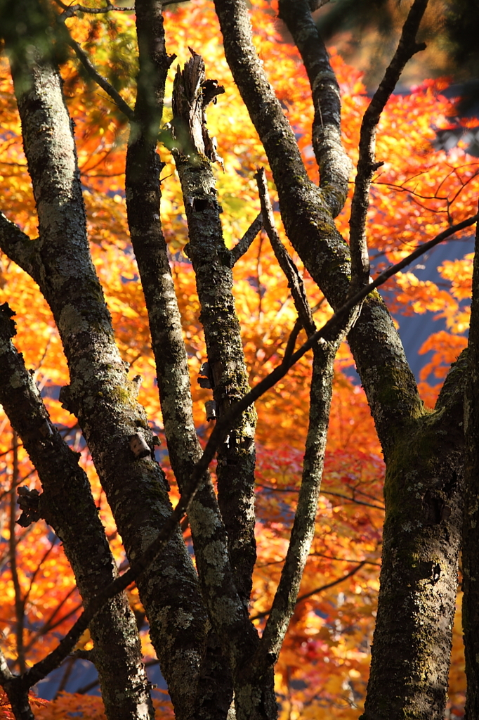 紅葉`10（霊松寺編）