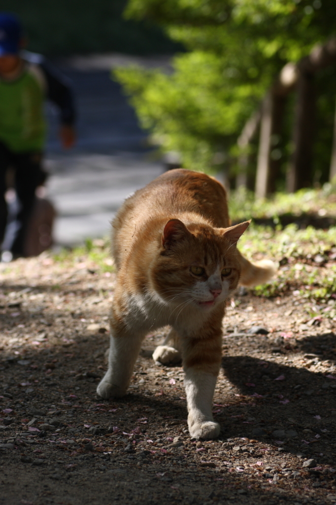 安曇野にゃんこ