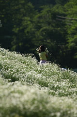 カモミールの丘