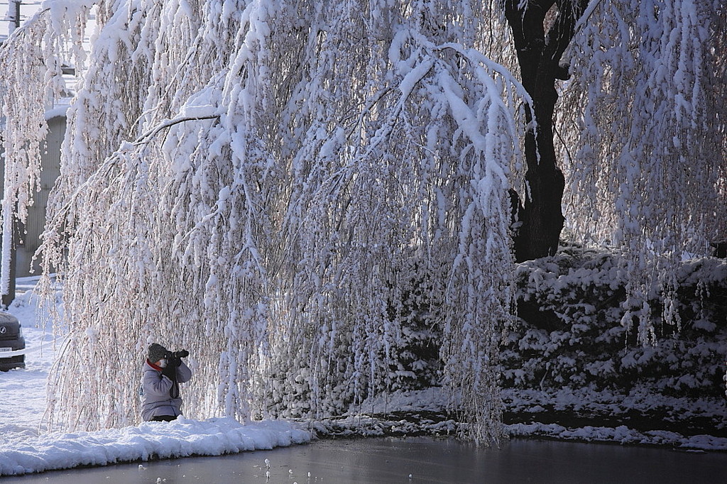 春雪枝垂れ桜