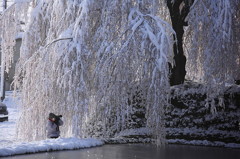 春雪枝垂れ桜