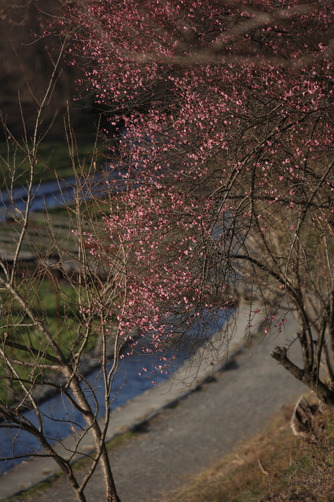 春を探して‘１１