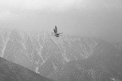 白鳥`11風の強い朝モノクロ編