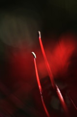 曼珠沙華の咲く道