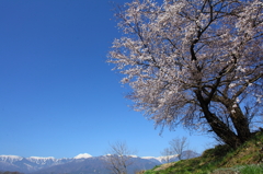 桜`11安曇野蒼天編