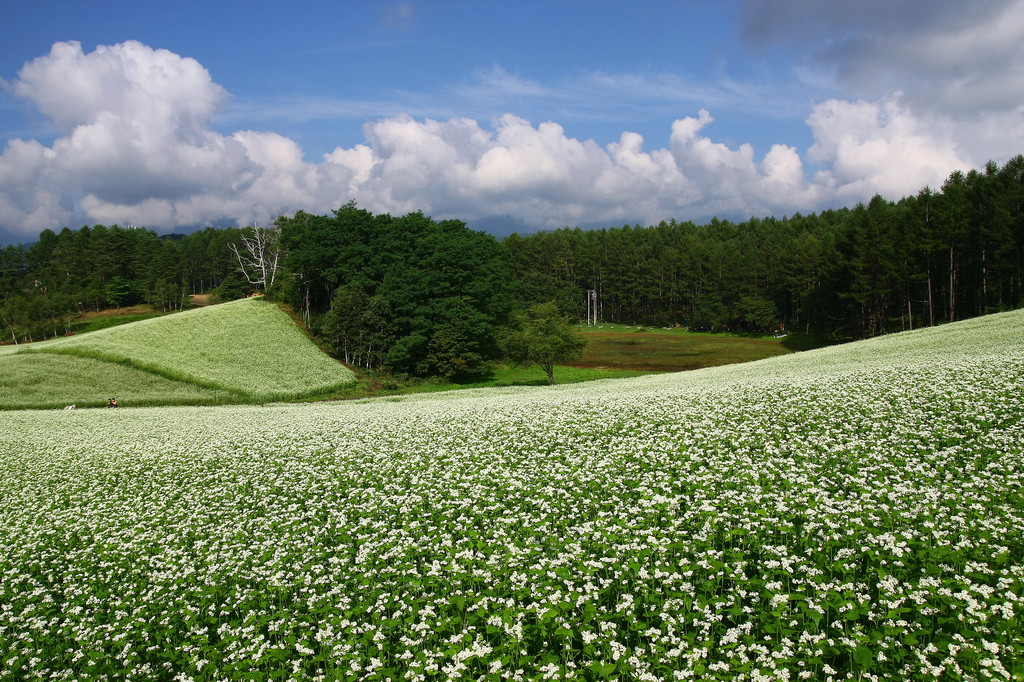 蕎麦の花