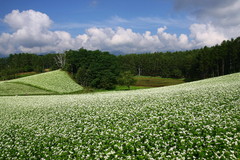 蕎麦の花