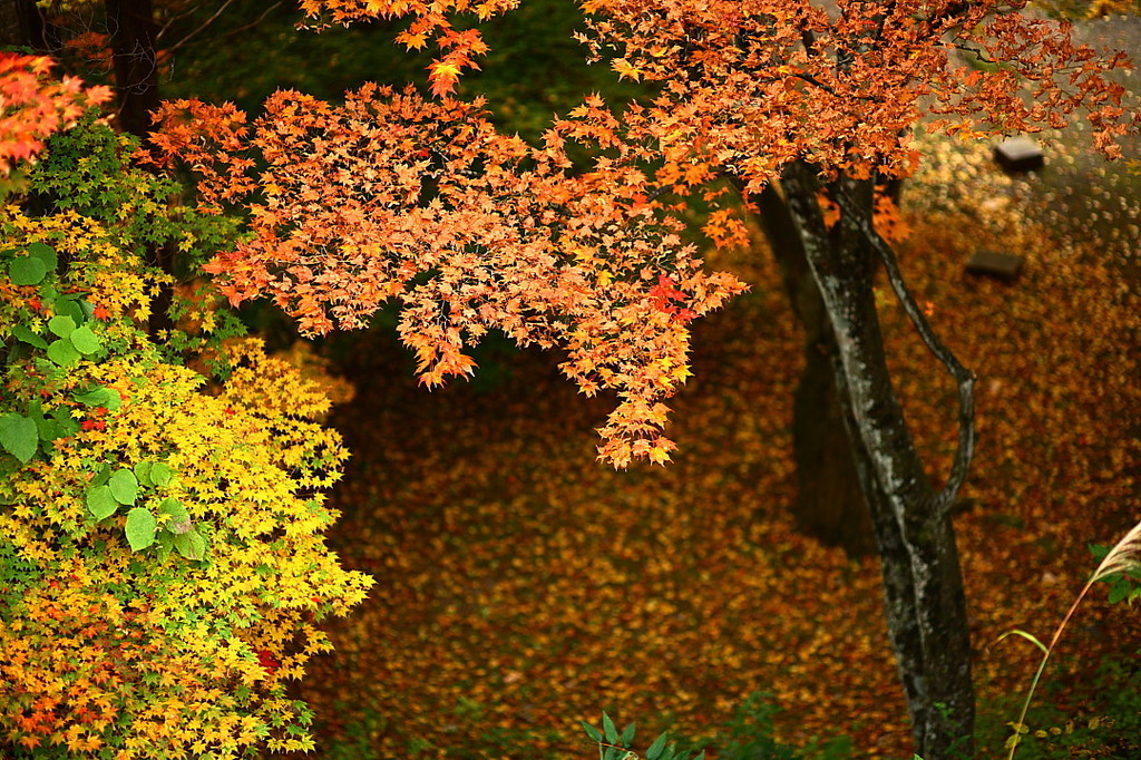 紅葉０９