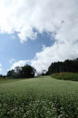 蕎麦畑