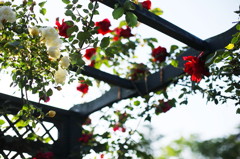 薔薇