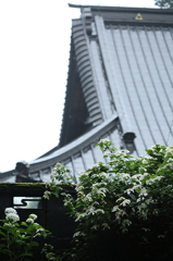 紫陽花寺