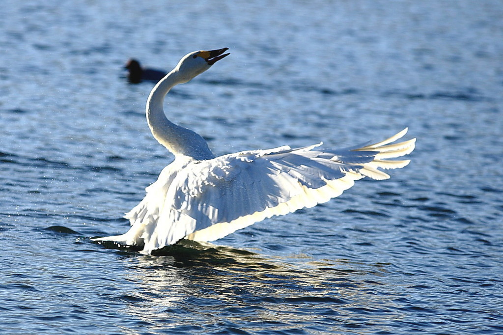 白鳥２０１０
