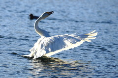 白鳥２０１０