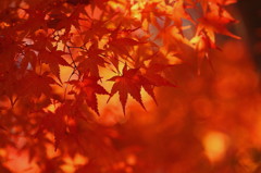 紅葉`10（わさび田編）