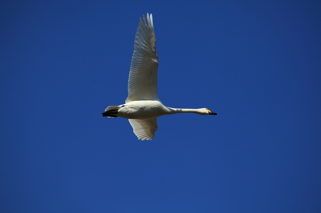 白鳥`11
