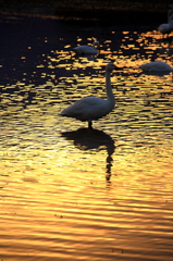 白鳥2010