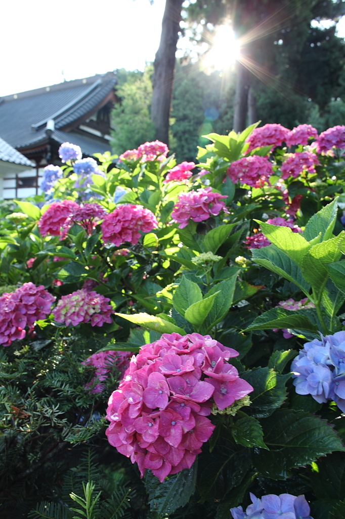 紫陽花寺
