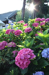 紫陽花寺