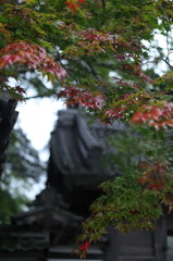 未紅葉