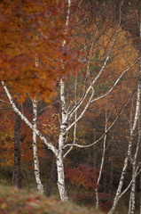 紅葉`10（もみじ湖編）