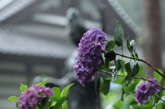 紫陽花寺