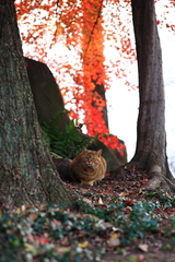 安曇野にゃんこ（初冬編）