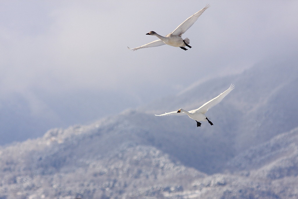 白鳥2010