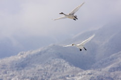 白鳥2010