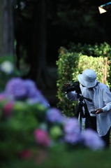 紫陽花寺