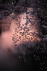 桜`11松本城