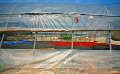 田舍村の 秋 風景.. #6 田舍村の 秋 風景.. #6