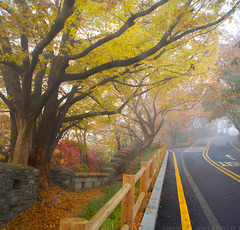 秋遊歩道・・・