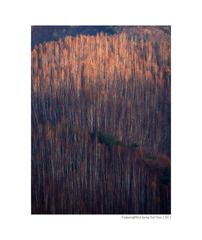 forest...#2