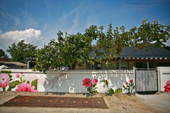 田舍村の 秋 風景.. #3 田舍村の 秋 風景.. #3