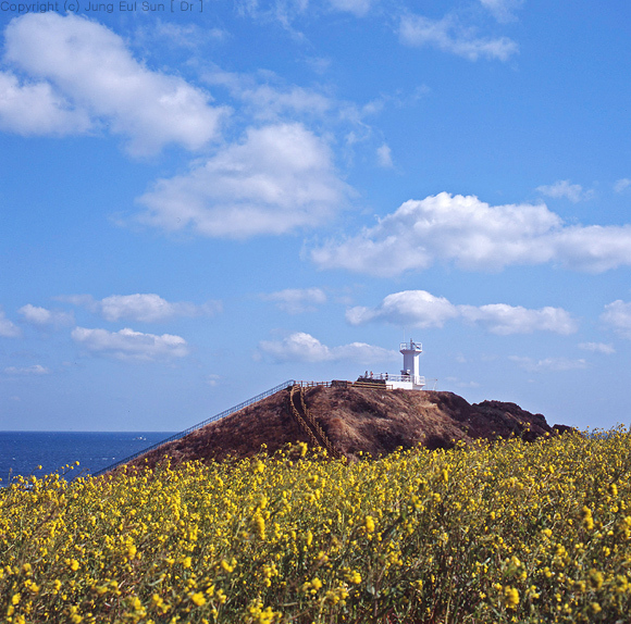 春の日の済州島を憶えるんですか?