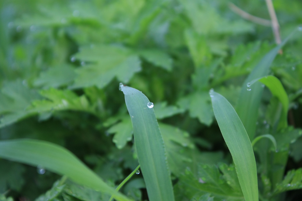 朝露