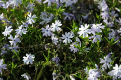 芝桜