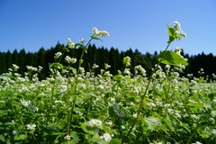 蕎麦の花