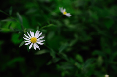 高原の花