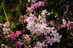 芝桜