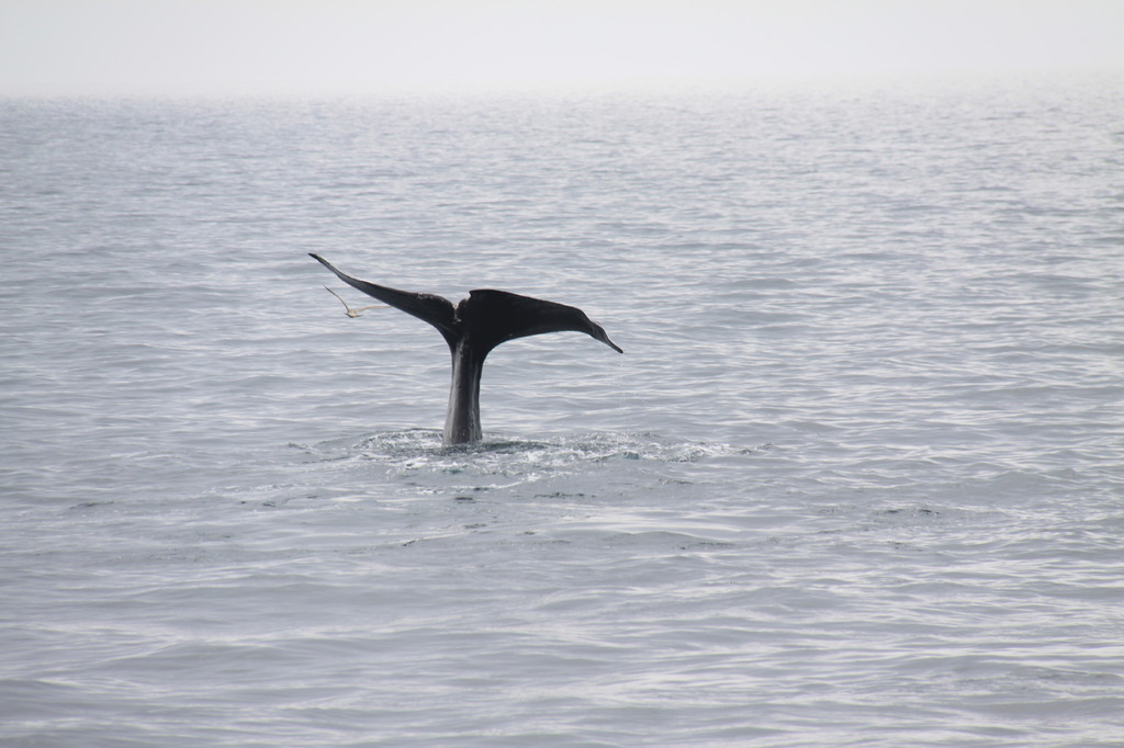 クジラのしっぽ